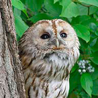 Анастасия_Ш