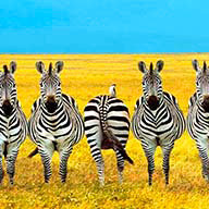 Самсонова М