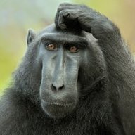 К_Филитович