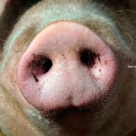 Фиалковская Я