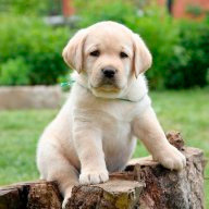 Г_Тамашенко