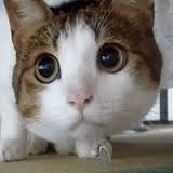 Солдаткина Т