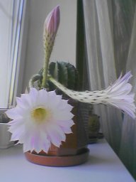 А_Рассыхаева