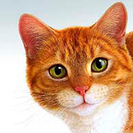 Чайникова А