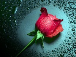 К_Калинченкова