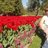 trubach87