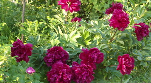 Торт «вера»