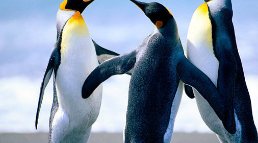 Торт медовый «Лимонный»