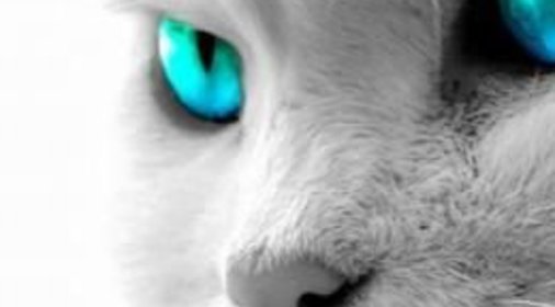 Торт «Бисквитный»