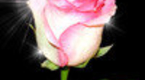 Черемуховый торт