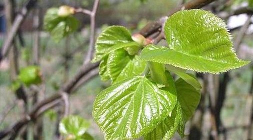 Миндальный бисквитный торт