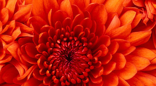 Шоколадный торт